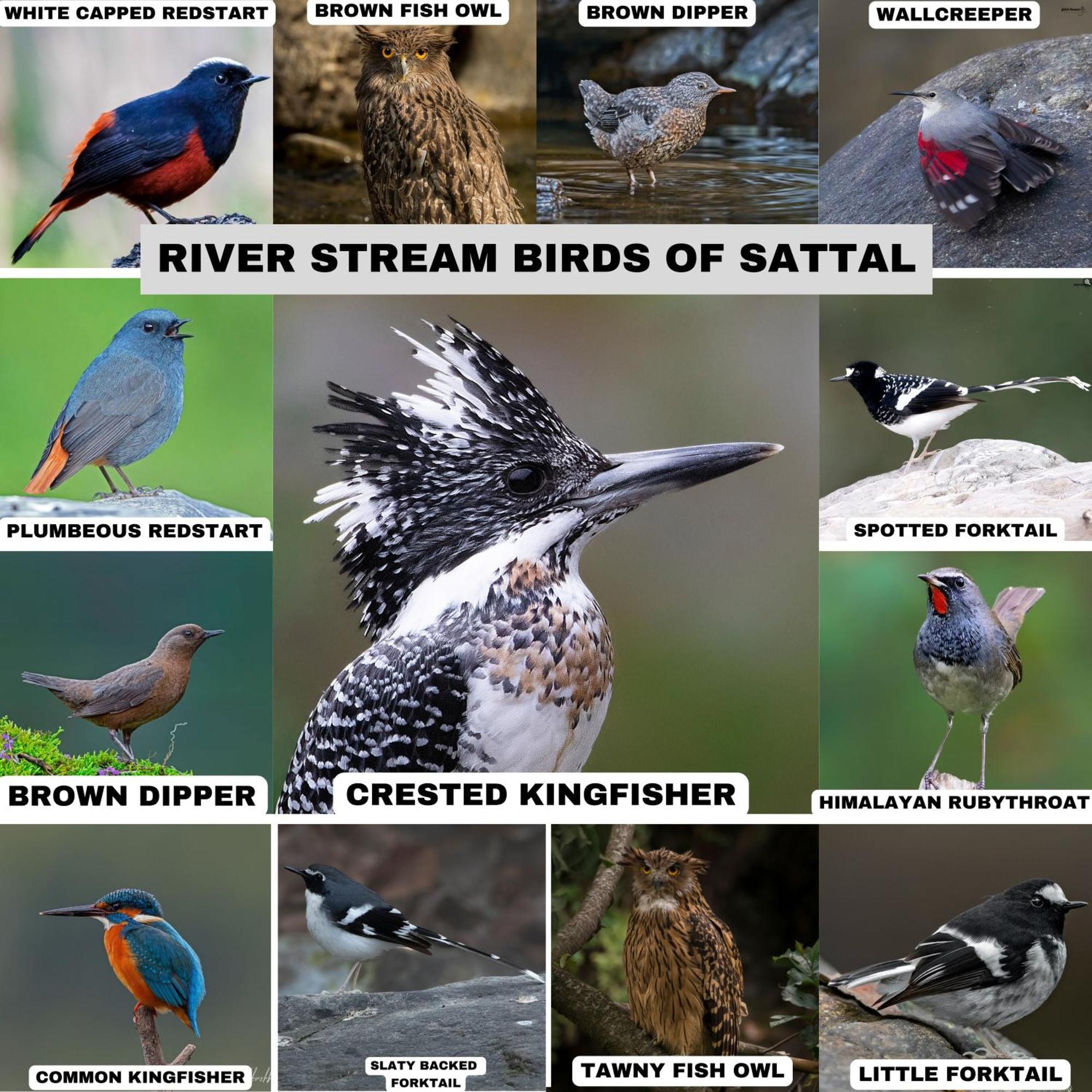 Appartement Incredible Birding Camp à Bhīm Tāl Extérieur photo